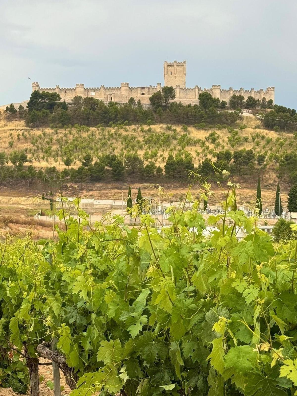 Finca Entrevinedos De Bodegas Marcos Peñafiel エクステリア 写真