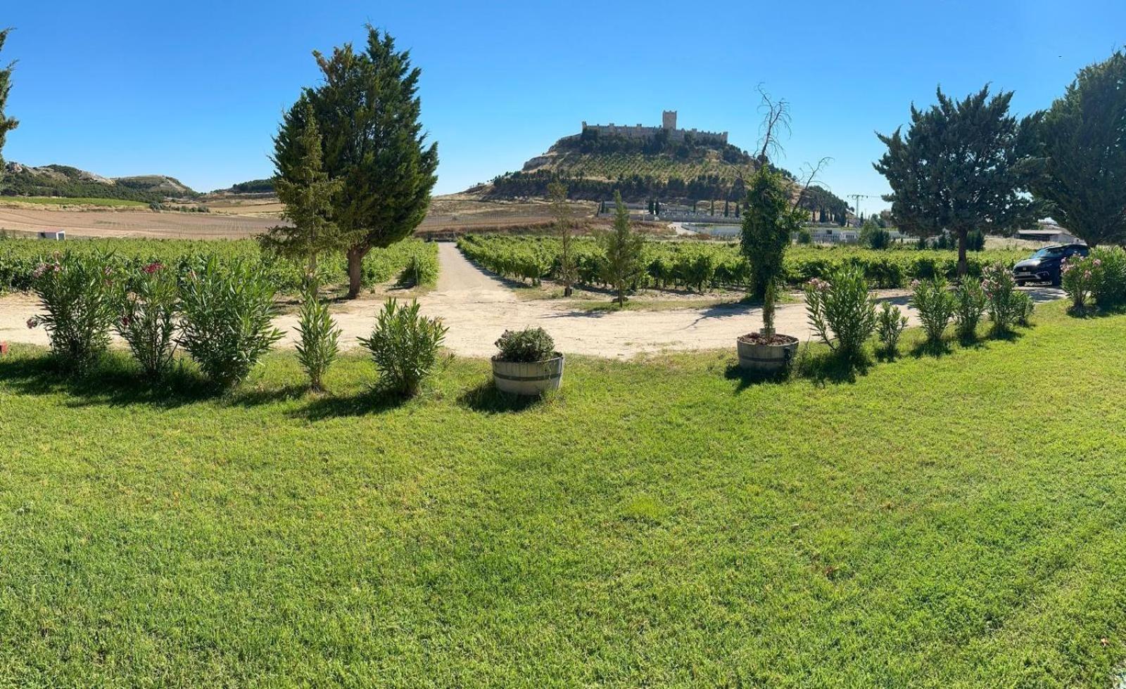 Finca Entrevinedos De Bodegas Marcos Peñafiel エクステリア 写真